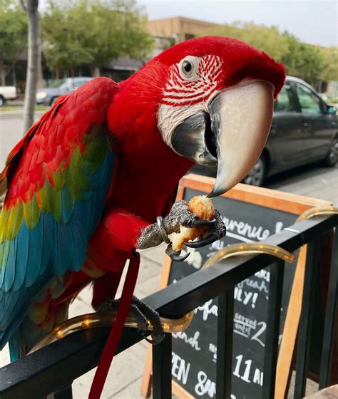 The Science of Handfeeding and Weaning the Baby Parrot: Section Five | The Aviator Harness