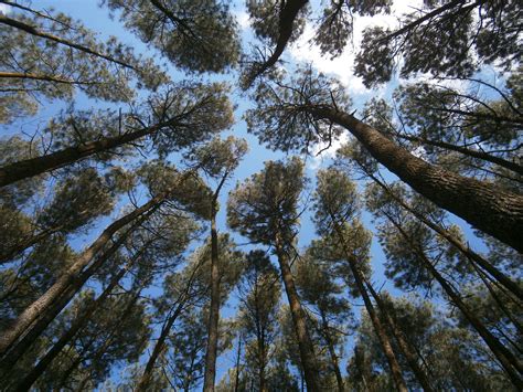 Pesona Hutan Pinus Mangunan | Good News From Indonesia