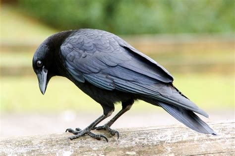 Are ravens as smart as us? | BBC Earth