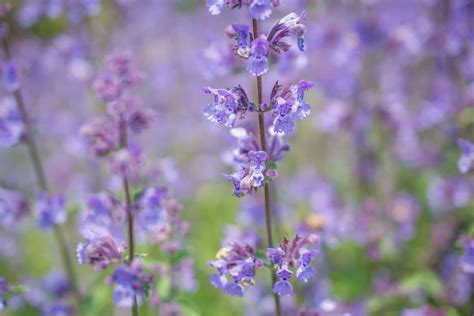 Catmint Vs. Catnip: SPICEography Showdown