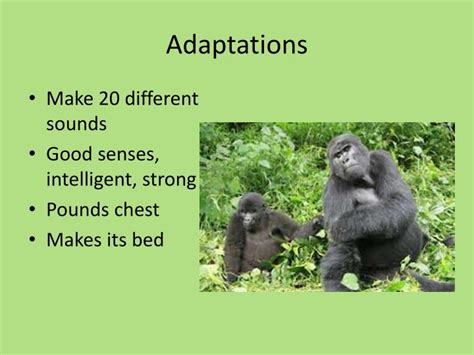 PPT - Mountain Gorilla PowerPoint Presentation - ID:2243469