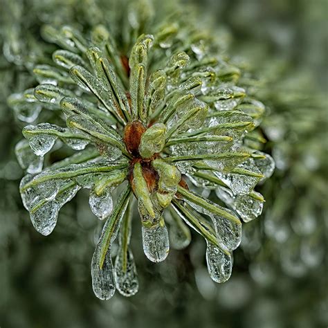 Ice Flower Photograph by Lucie Gagnon - Fine Art America