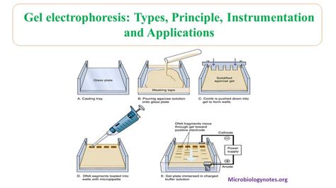 Gel electrophoresis: types, principles, instrumentation and applications | Protein biology, Gel ...