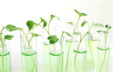 Plant DNA kits - Revvity chemagen Technologie GmbH