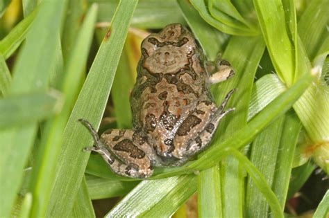 Southern Downs Ornate Burrowing Frog – Ausemade