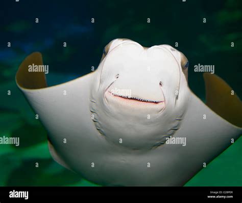 Underside and face of a smiling mouth of Stingray in Ripleys Aquarium Toronto Stock Photo - Alamy