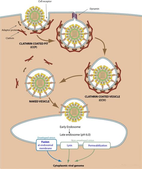 Life cycle of receptors, G proteins and Second Messengers (Definition, Examples - cAMP, IP3 ...