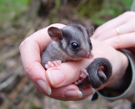 Leadbeater's Possum faces extinction if logging continues