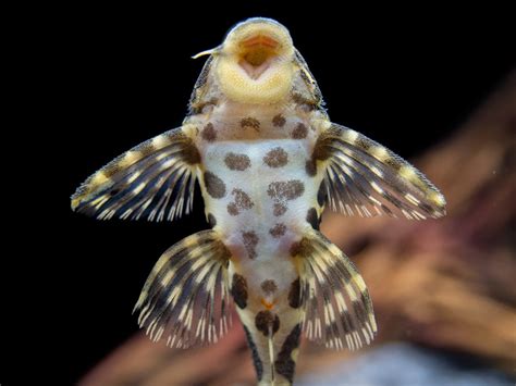 L134 Leopard Frog Pleco (Peckoltia compta), Tank-Bred - Aquatic Arts on ...