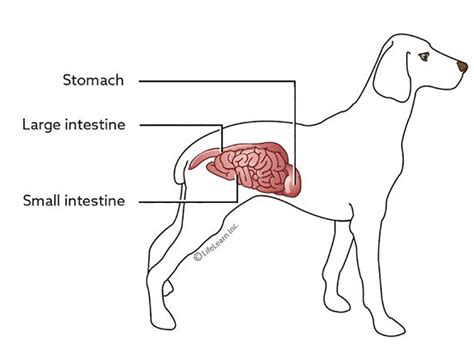 Gastroenteritis in Dogs | Causes, Symptoms, Treatments | UK Pets