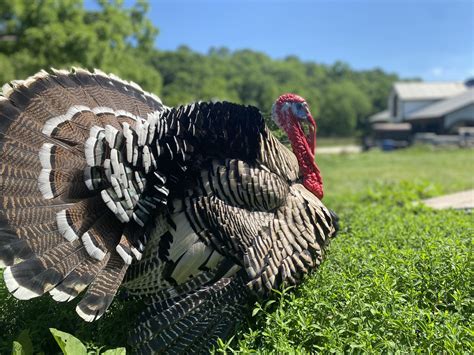 Narragansett Turkeys - Poults for Sale | Cackle Hatchery®