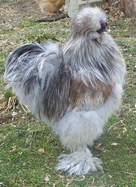 12+ Porcelian ,Lavender & BBS silkies & BBS showgirl eggs- | BackYard Chickens - Learn How to ...