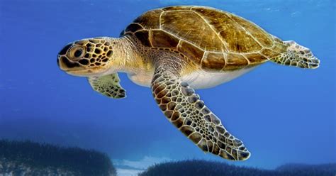 Ayude a la tortuga Carey: Campaña recauda fondos para proteger esta especie en peligro de extinción