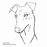 Coloring Pages Greyhound Dogs Dog Whippet Kids Printable Color Sheets  sketch template