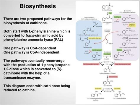 Cathinone (power-point to accompany report)