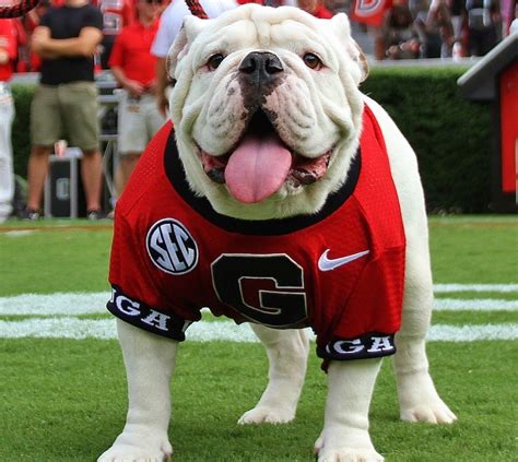 'Que' to assume title of Uga X mascot at Georgia Southe... | AccessWDUN.com