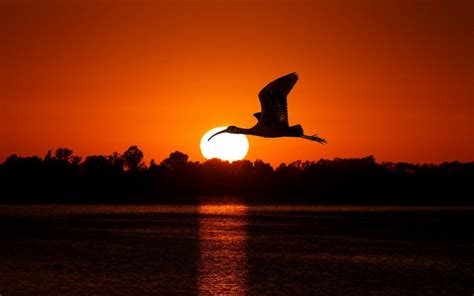 #1129518 birds, animals, sunset, sea, nature, reflection, silhouette ...