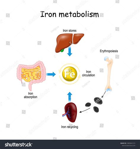 1,268 Iron metabolism Images, Stock Photos & Vectors | Shutterstock