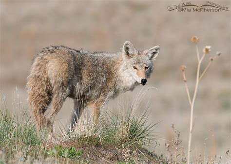 Female Coyote - Mia McPherson's On The Wing Photography