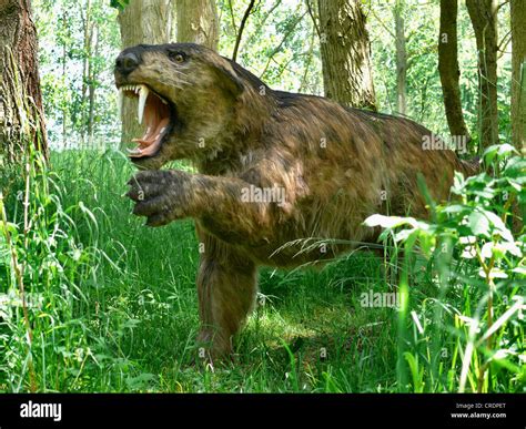 Sabre tooth tiger hi-res stock photography and images - Alamy