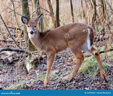 Whitetail Deer Doe Stock Photo - Image: 22292680