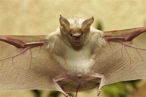 Leaf-nosed Bat. Hands down my #1 favorite animal. | Bat species, Animals, Bat