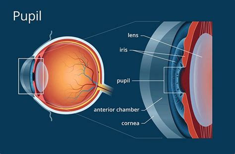 Pupil - Definition and Detailed Illustration