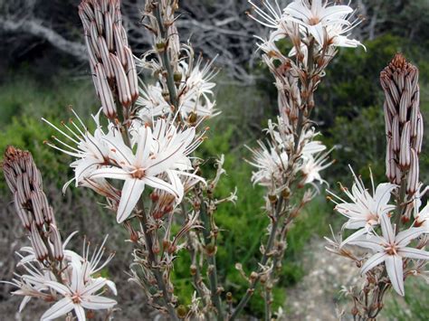 Asphodelus aestivus (Summer Asphodel) - World of Flowering Plants