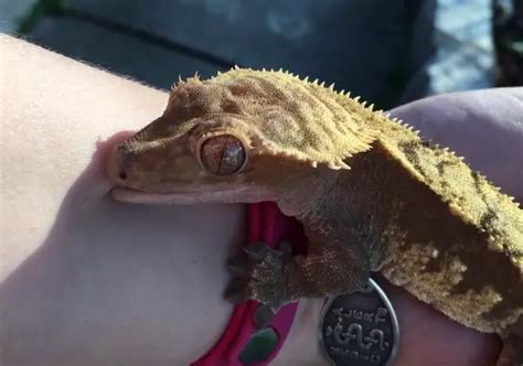 How To Quick Calming Down an Aggressive Crested Gecko?