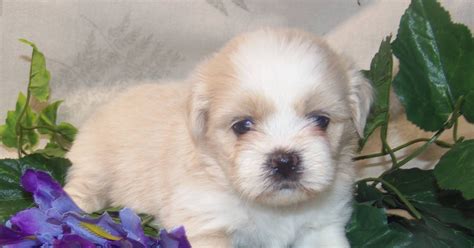 Lhasa Apso Puppies - Countryside Kennels