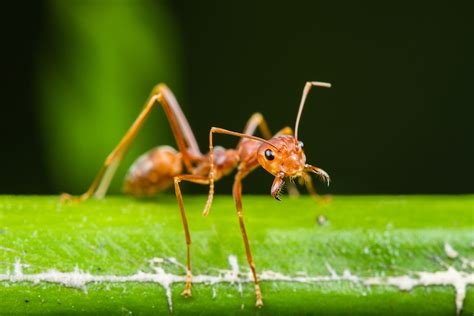 Ants: From the Cool to the Creepy | Live Science