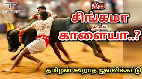 ஜல்லிக்கட்டு| jallikattu history | scientific facts of jallikattu |Tamil factory - YouTube