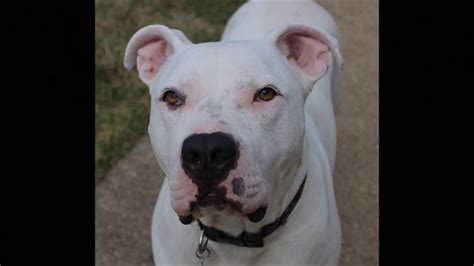 Great Dogo Argentino American Bulldog Mix of the decade Check it out ...