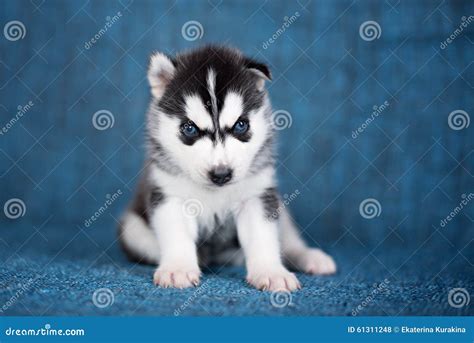 A Beautiful Husky Puppy with Pretty Blue Eyes Stock Photo - Image of ...