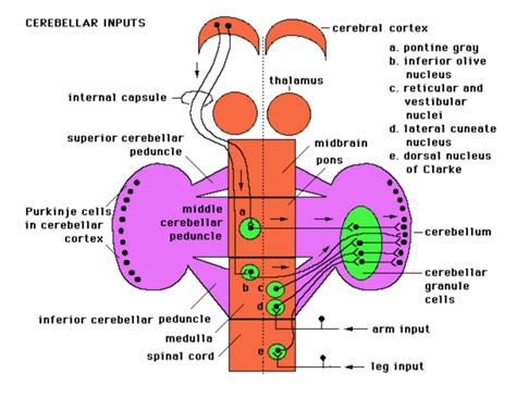 Lab Week 7: Basal Ganglia and Cerebellum – Rehab 551 Lab