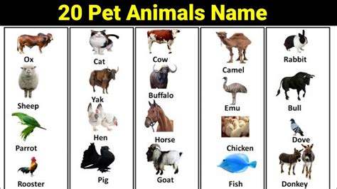 20 Pet Animals Name In English & Hindi || @edurakib - YouTube