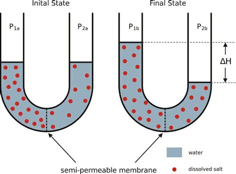 Semipermeable Membrane: Definition & Examples | Biology Dictionary