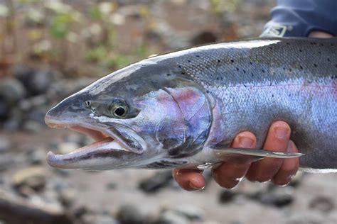 tt_steelhead-spawning – Salmon & Steelhead Journal