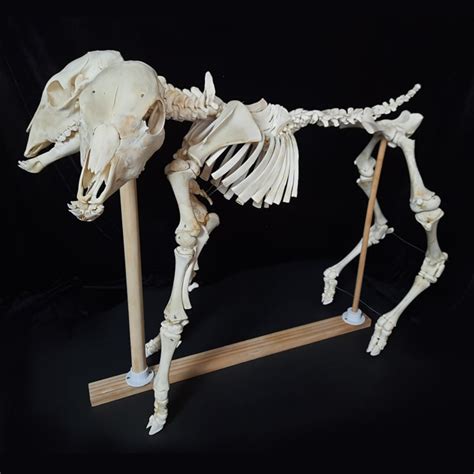 Two Headed Calf Skeleton - The Fox's Trousers