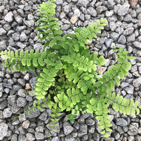 Adiantum pedatum - Maidenhair Fern (3.5" Pot) | Little Prince To Go