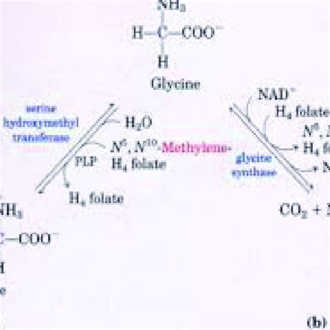 Glucose-alanine cycle (Cahill cycle) (www.google.com) | Download ...