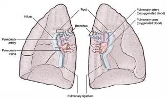 Lung Hilar Anatomy