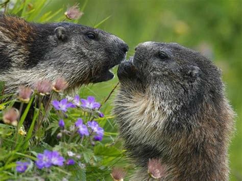 Wildlife and walking holiday in the Spanish Pyrenees | Responsible Travel