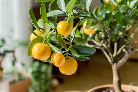 Common Indoor Citrus Tree Pests, Bugs, and Diseases - Petal Republic