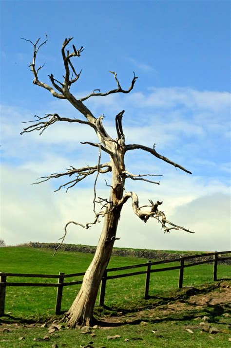 Dry Tree Free Stock Photo - Public Domain Pictures