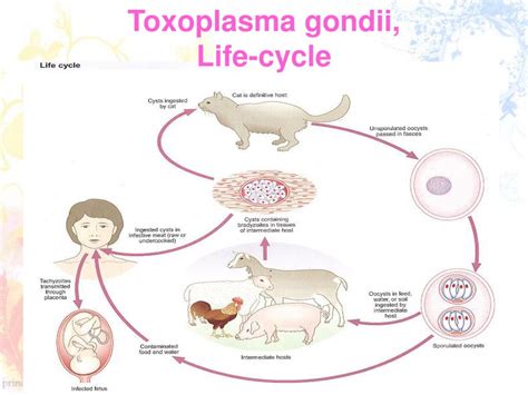 PPT - Toxoplasmosis PowerPoint Presentation, free download - ID:4797160