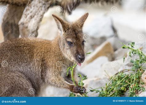 Kangaroo Eating Grass on Safari Park Stock Image - Image of tongue, kangaroo: 67498971