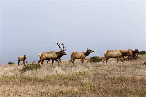 Tule Elk Reserve, Point Reyes, CA | Animals