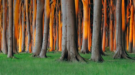 Ghost wood at Nienhagen, Mecklenburg-Vorpommern, Germany | Windows Spotlight Images