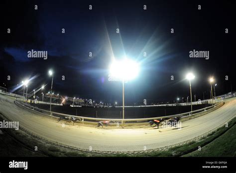 Greyhounds - Newcastle Greyhound Stadium Stock Photo - Alamy